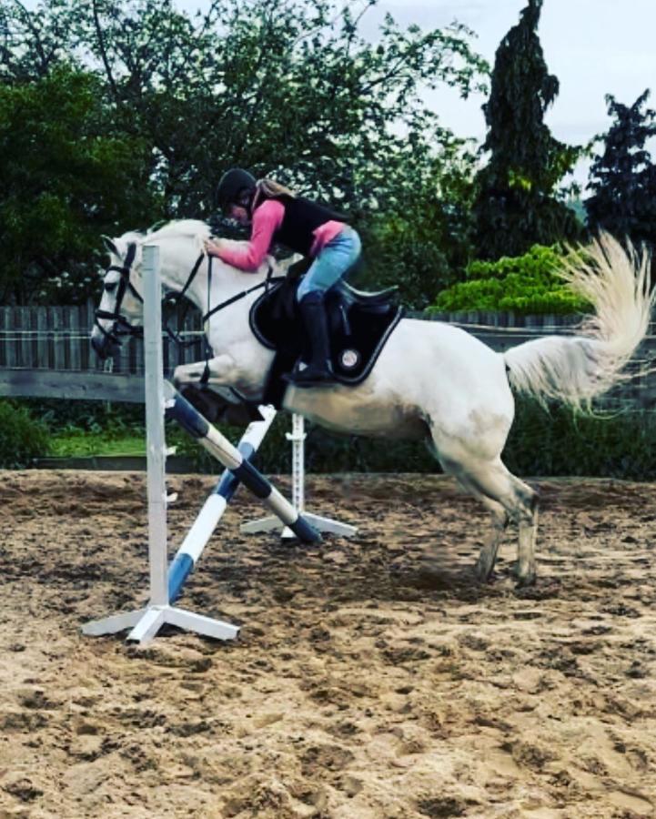 Fewo Im Reit- Und Ponyparadies Roos Halle  Buitenkant foto