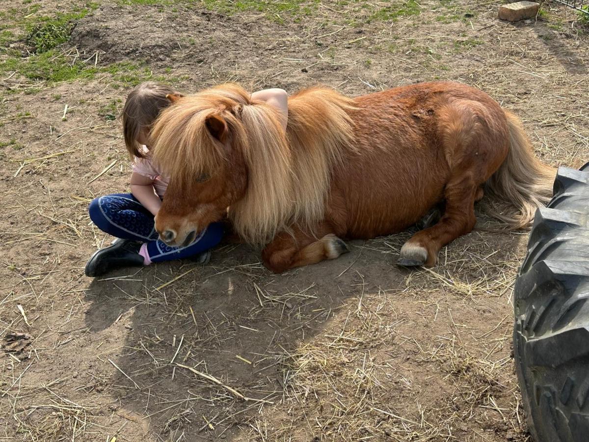 Fewo Im Reit- Und Ponyparadies Roos Halle  Buitenkant foto