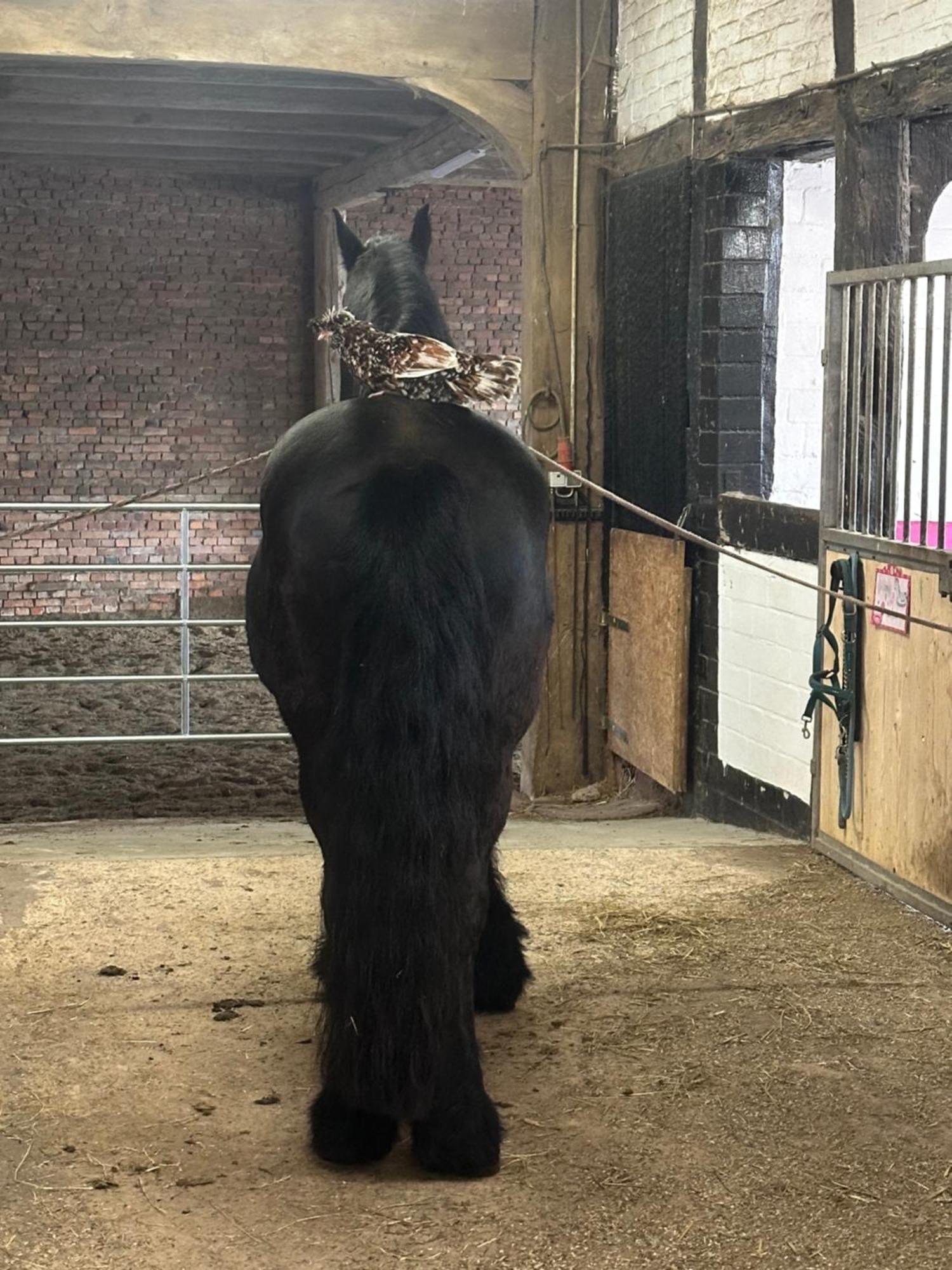 Fewo Im Reit- Und Ponyparadies Roos Halle  Buitenkant foto