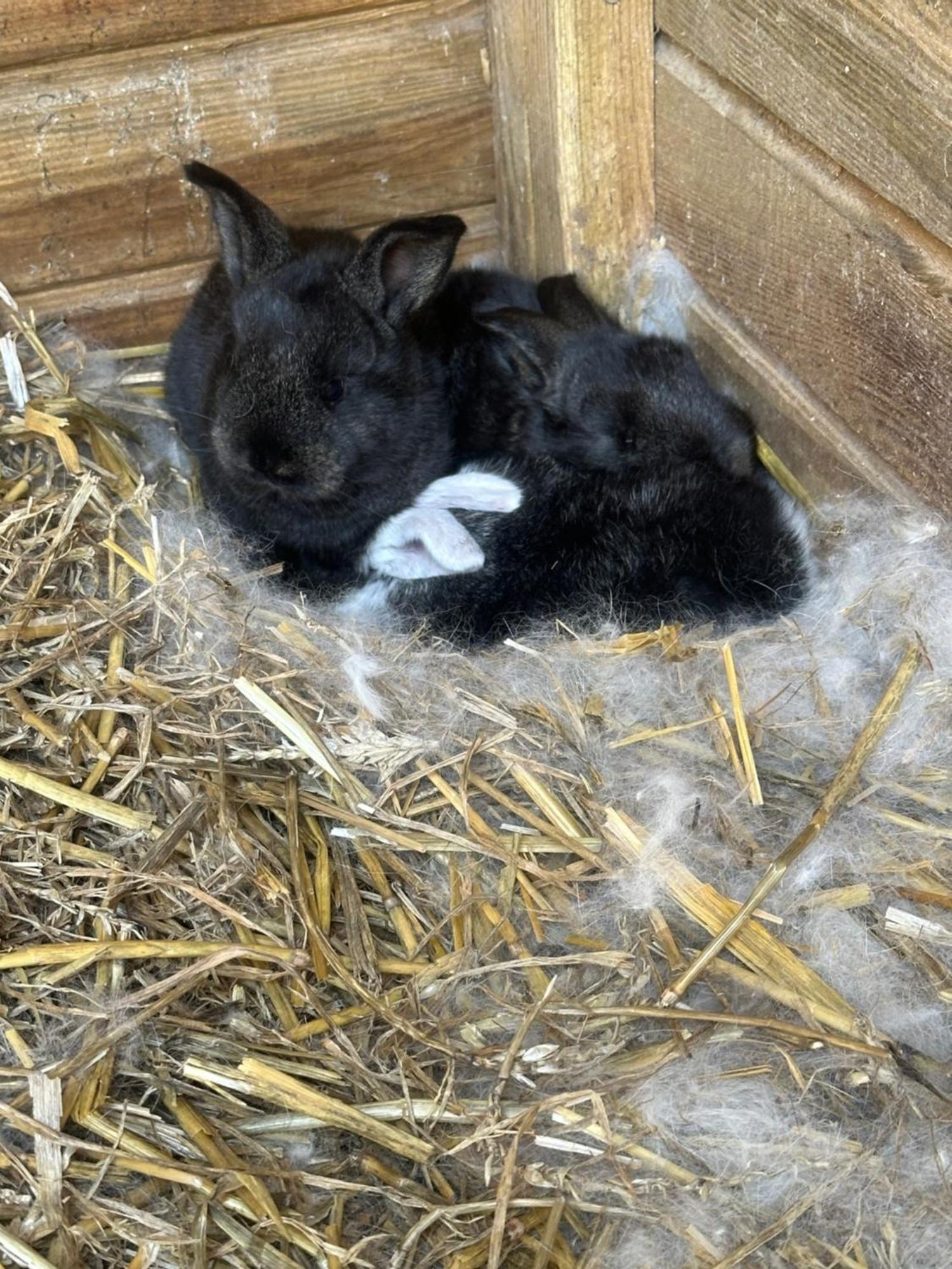 Fewo Im Reit- Und Ponyparadies Roos Halle  Buitenkant foto